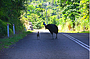 Cassowary as seen on tour