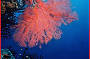 Gorgonian fans, Coral Sea